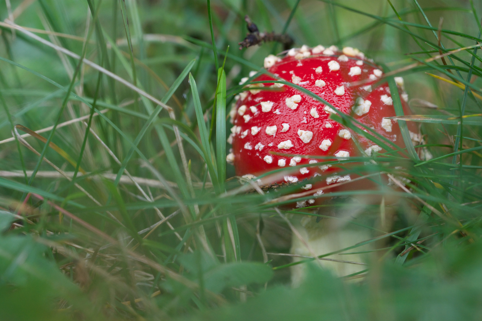 Allein im Wald