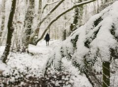 Allein im Wald