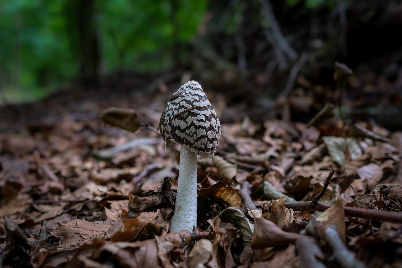 Allein im Wald Foto & Bild pflanzen, pilze & flechten, landschaft