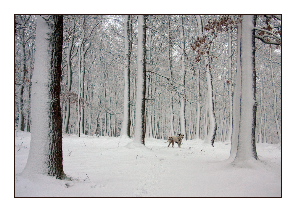 Allein im Wald?