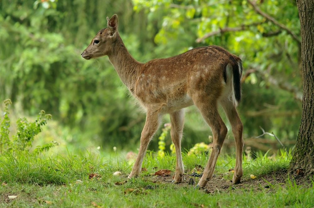 Allein im Wald