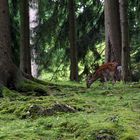 Allein im Wald