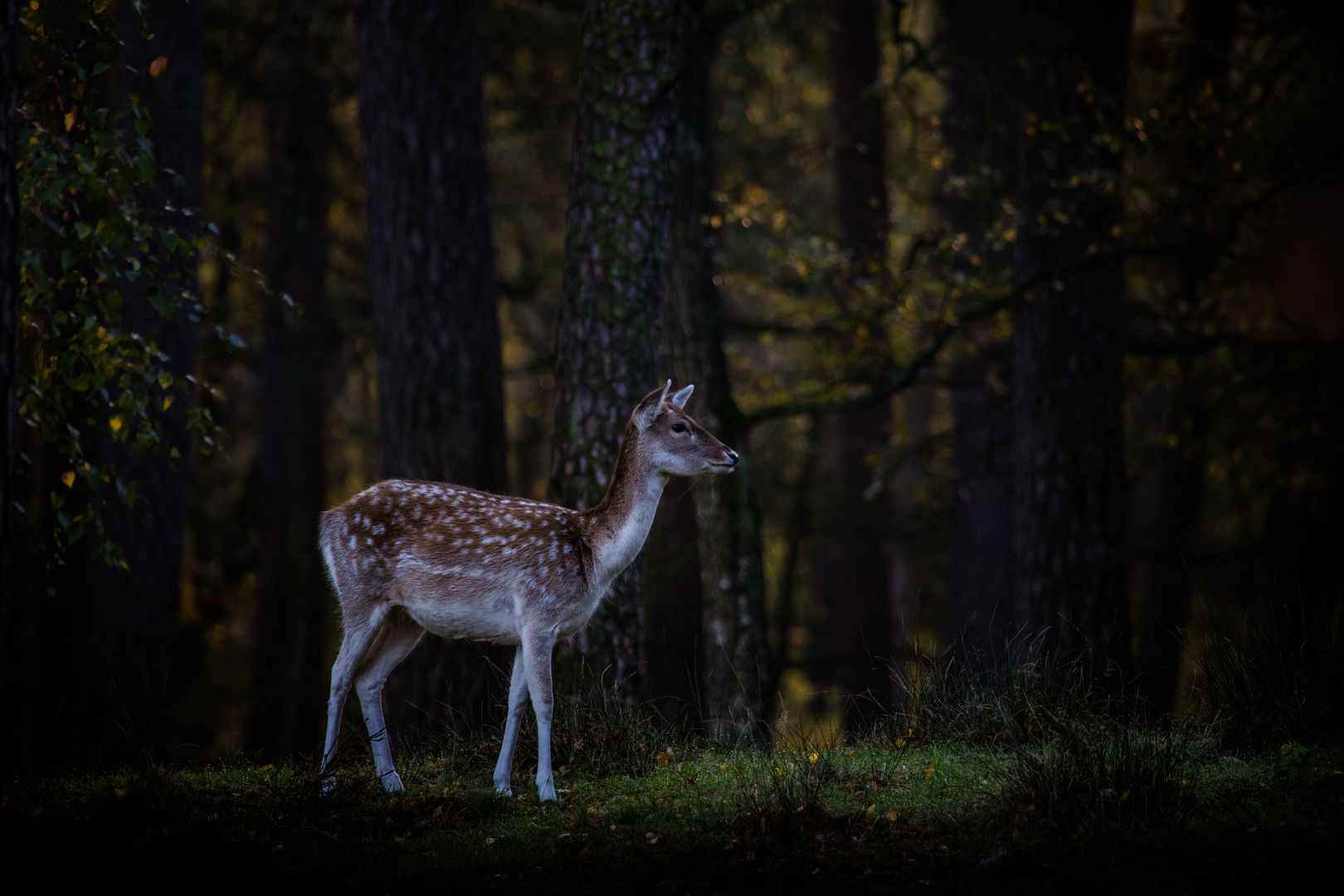 Allein im Wald 