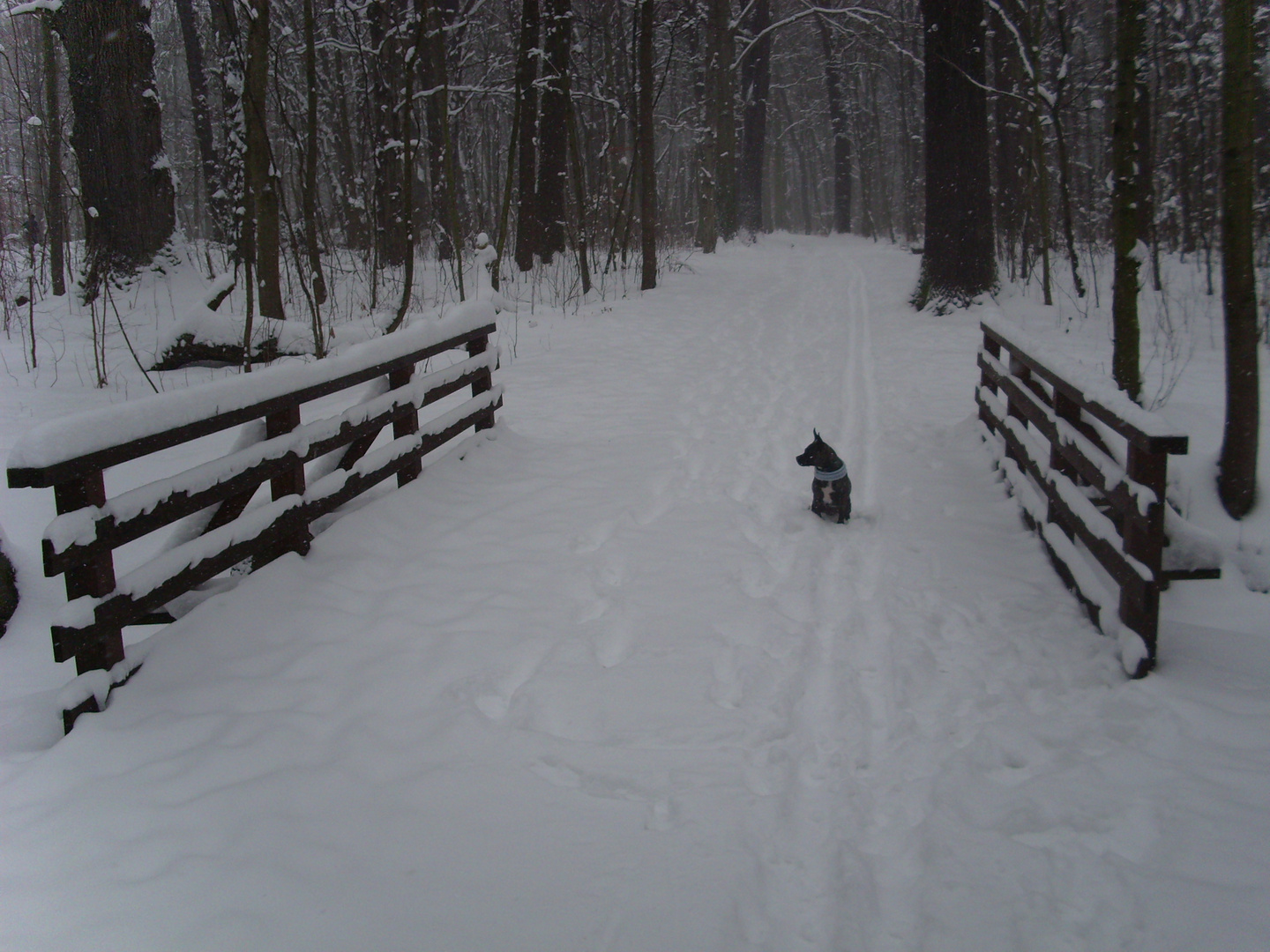 Allein im Wald