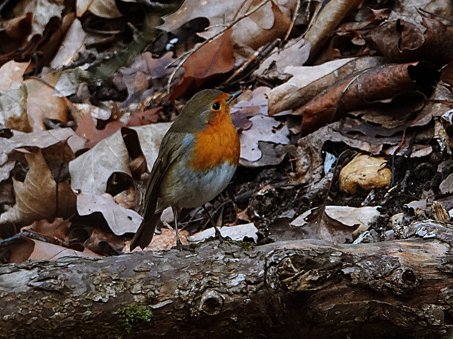 allein im Wald