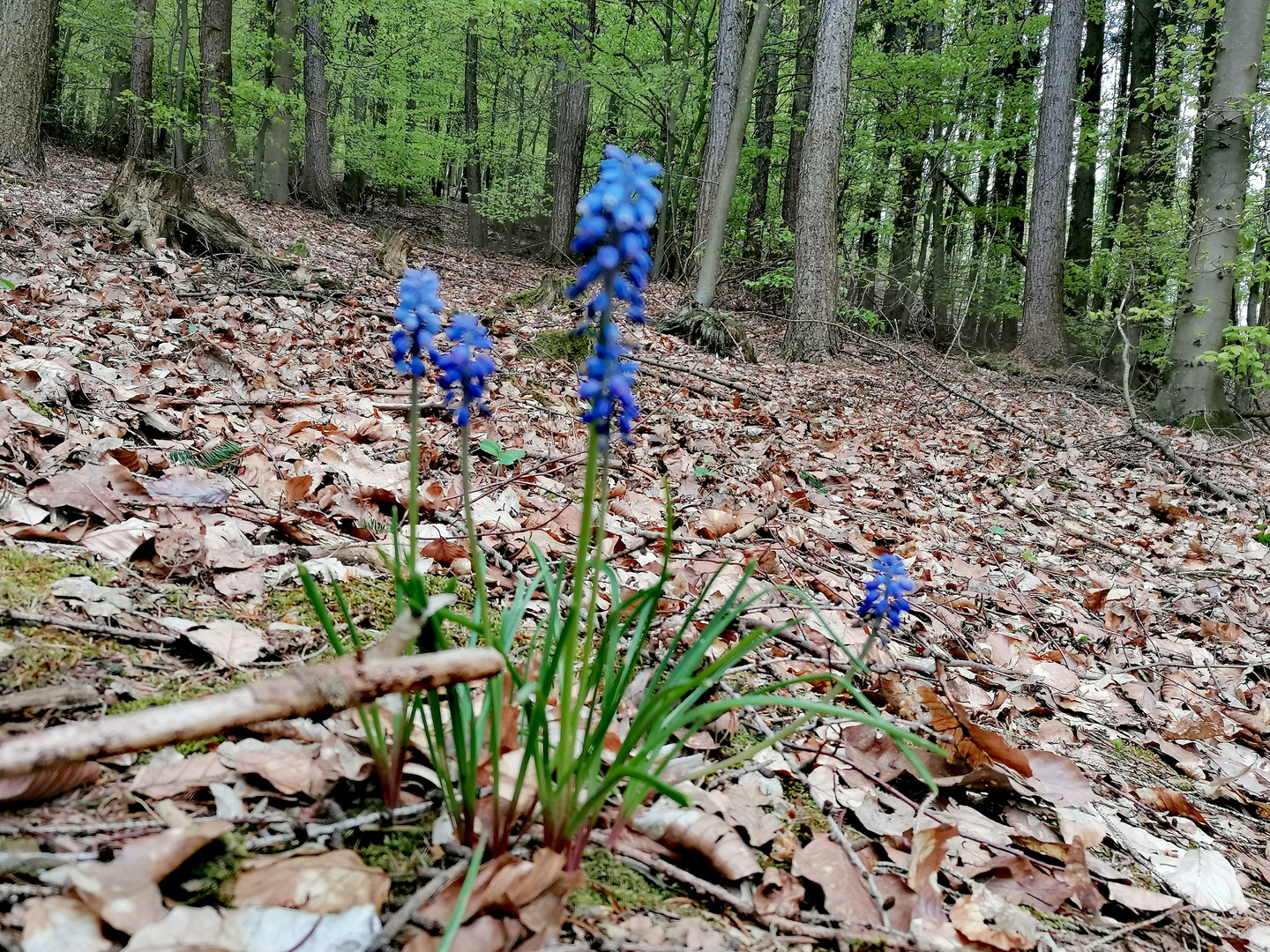 Allein im Wald