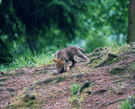 Allein im Wald ....