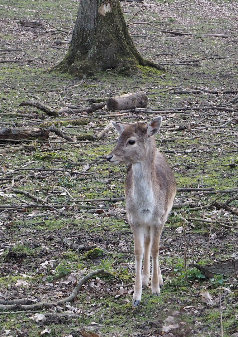 Allein im Wald.... 