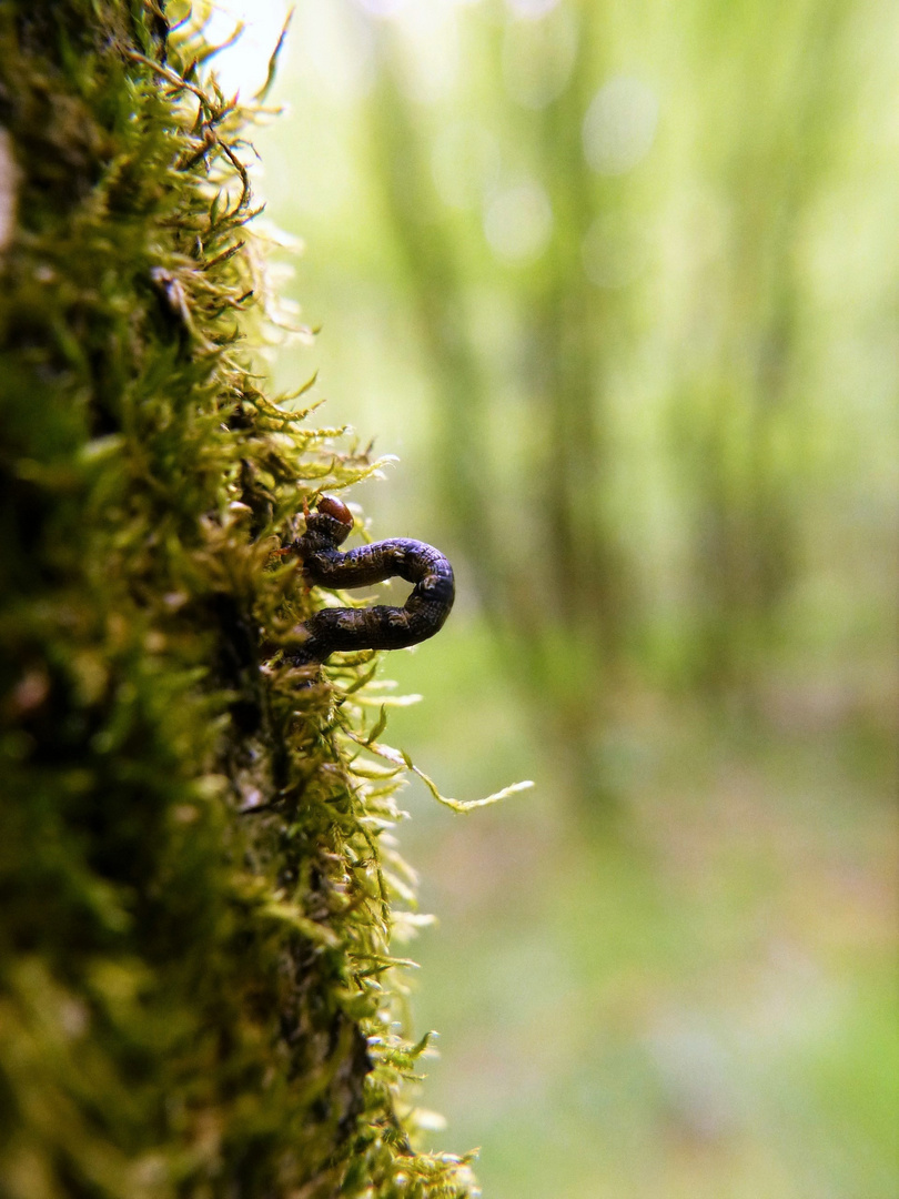 Allein im Wald