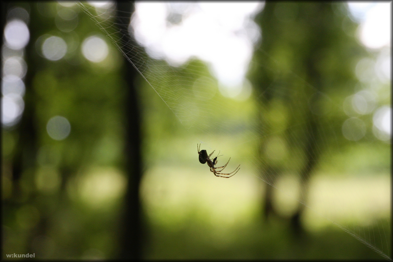 Allein im Wald