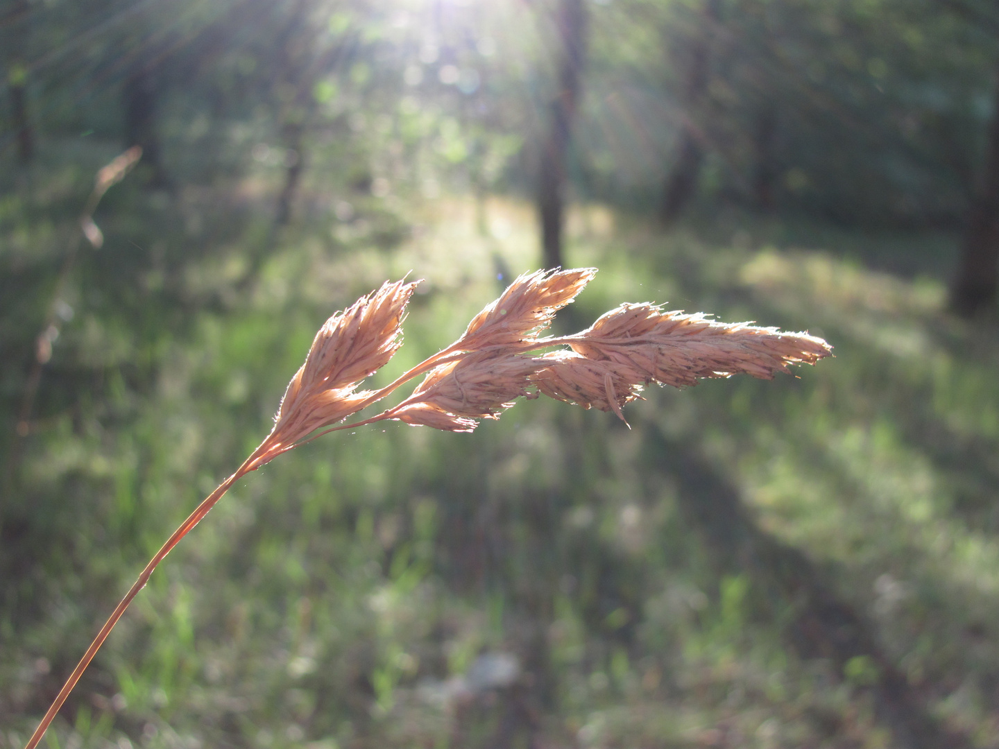 allein im wald