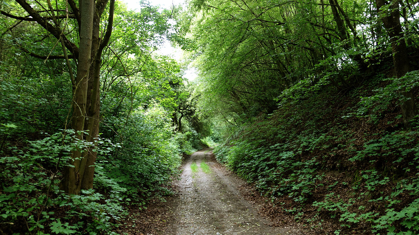 Allein-im-Wald