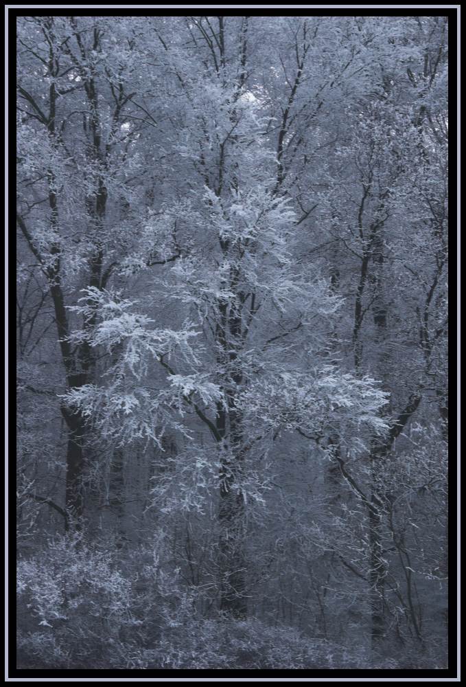 Allein im Wald