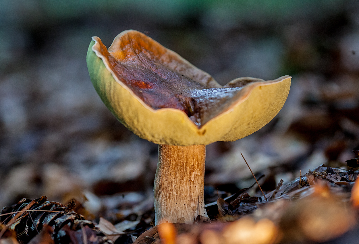 ''Allein im Wald'' ;o)