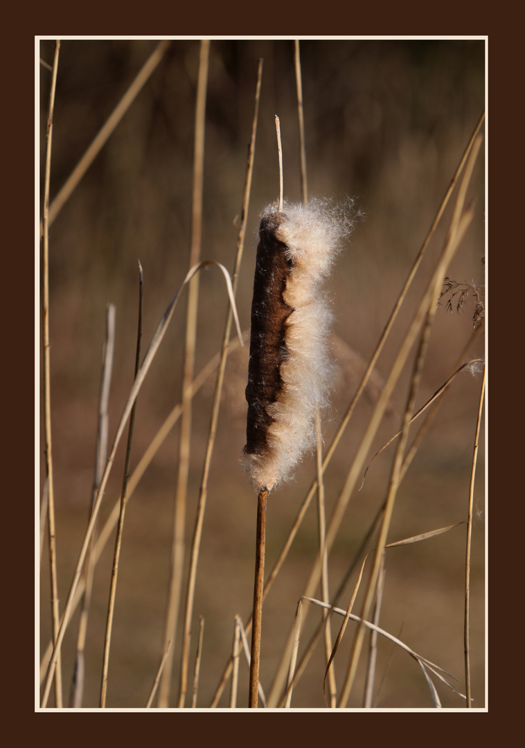 Allein im Wind