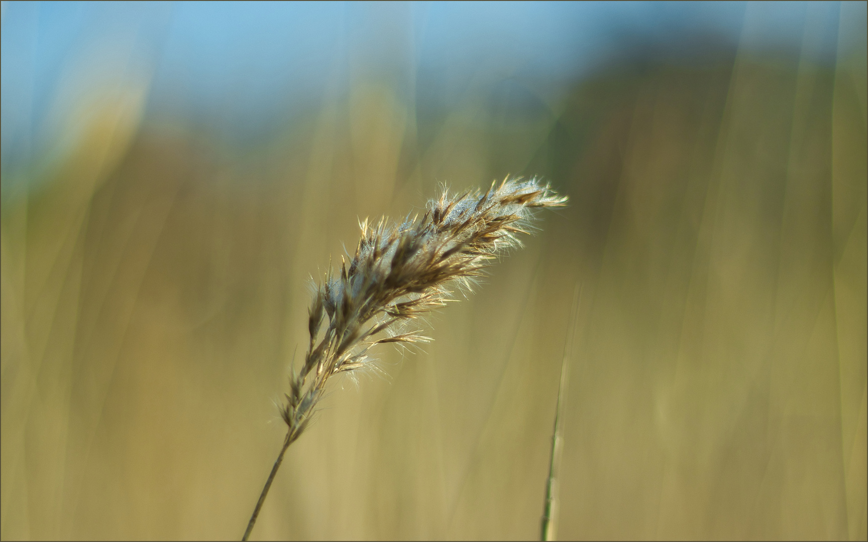 .....allein im Wind