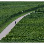 allein in den Weinbergen