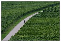 allein in den Weinbergen