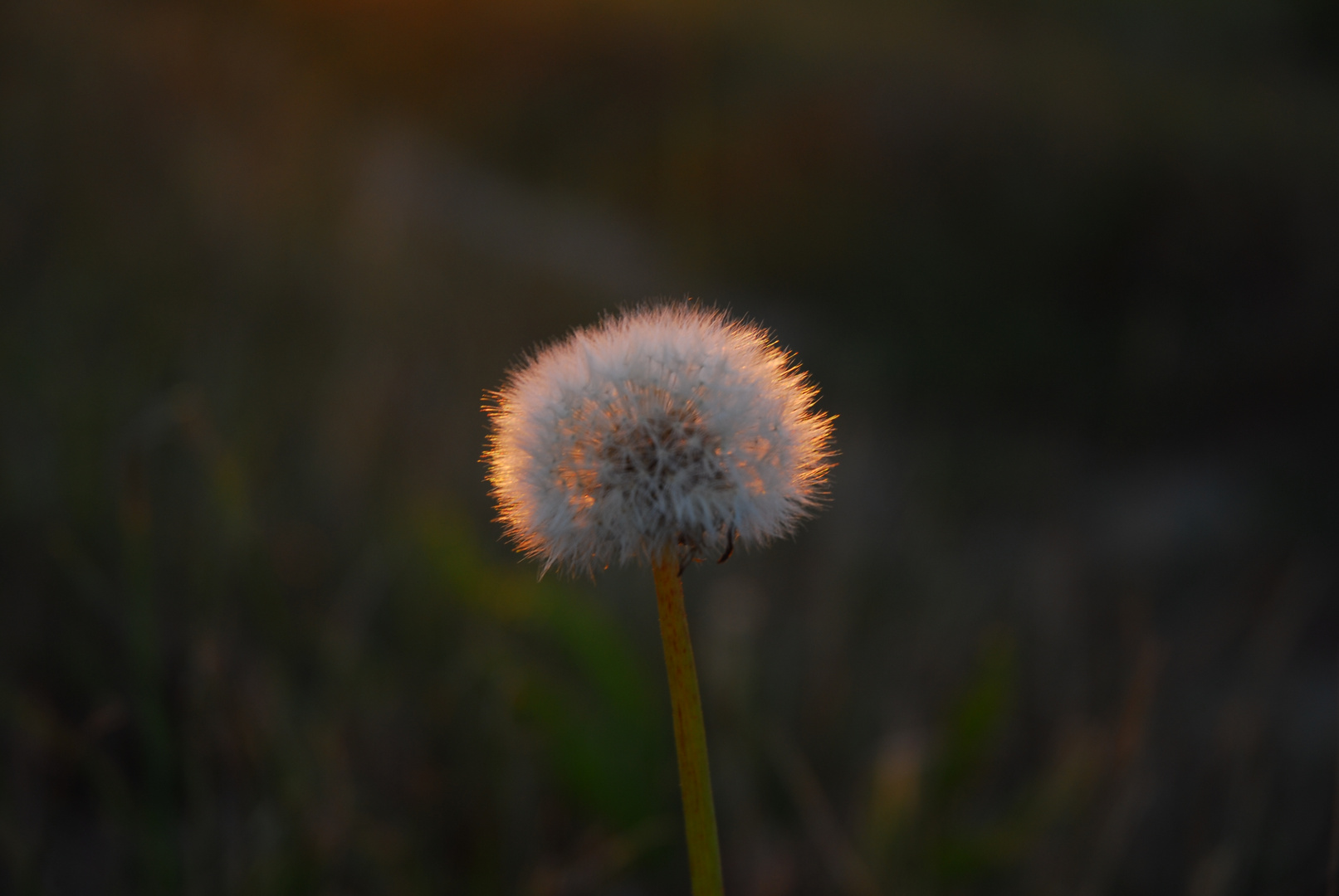 Allein in der Abendsonne