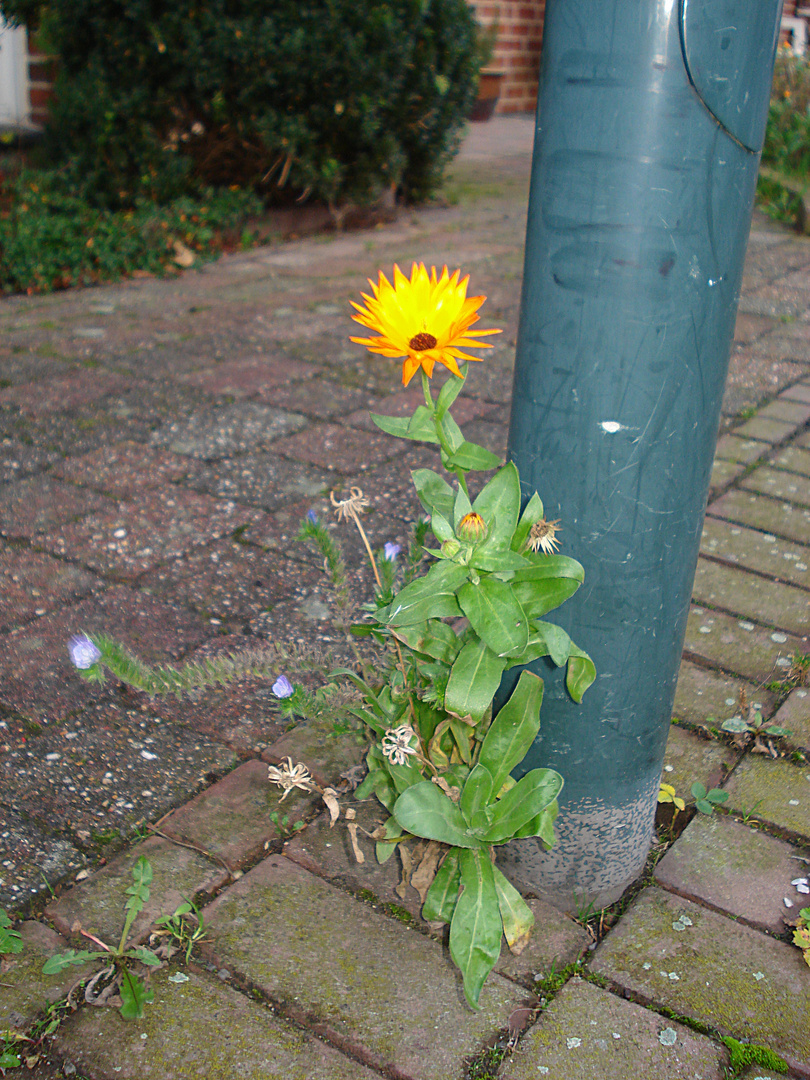 Allein in der Großstadtwildnis