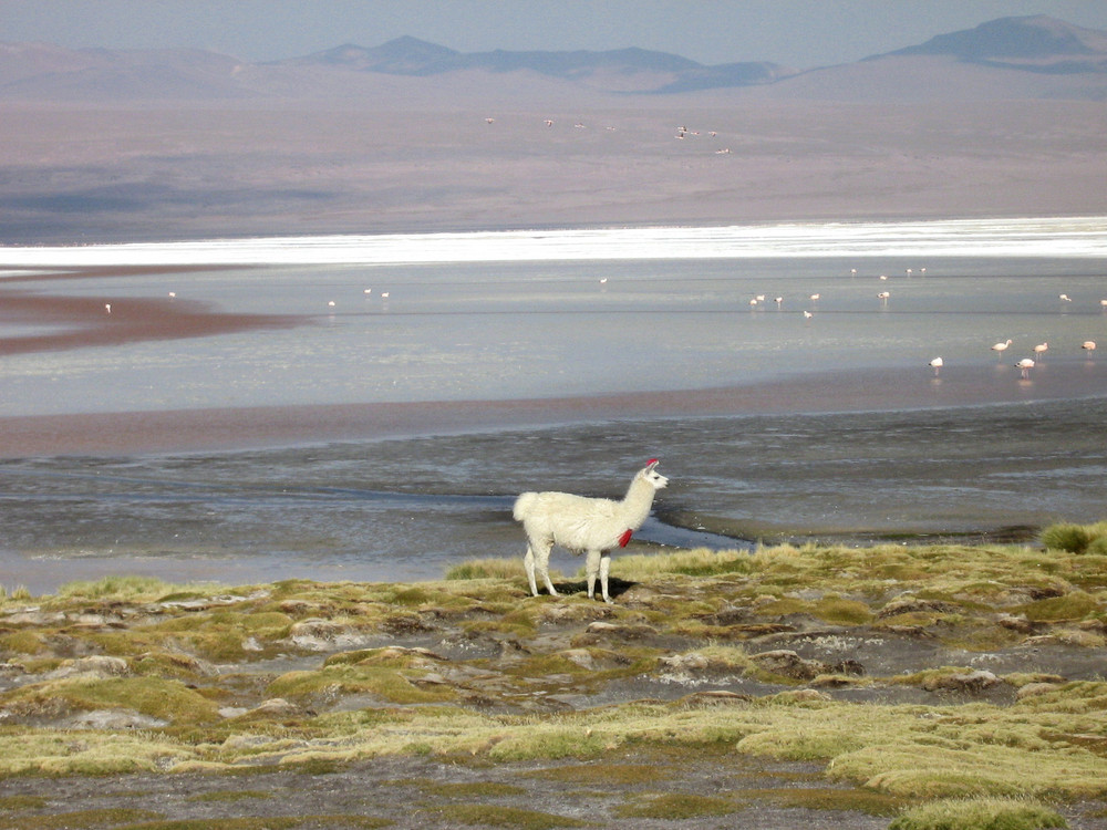 Allein mit Flamingos