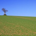 Allein, Sachsen-Anhalt