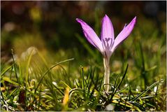 Allein und in voller Blüte...