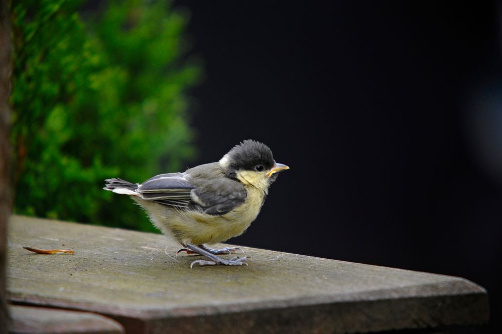 Allein und ohne Nestwärme - das ist das freie Leben?