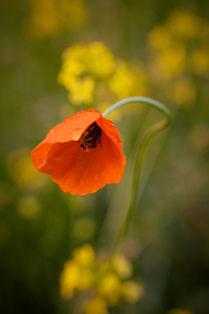 Allein unter den gelben Blüten