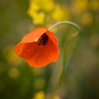 Allein unter den gelben Blüten