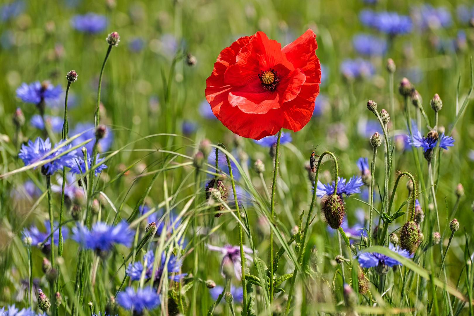 Allein unter Kornblumen