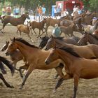 Allein unter Pferden in Ganschow