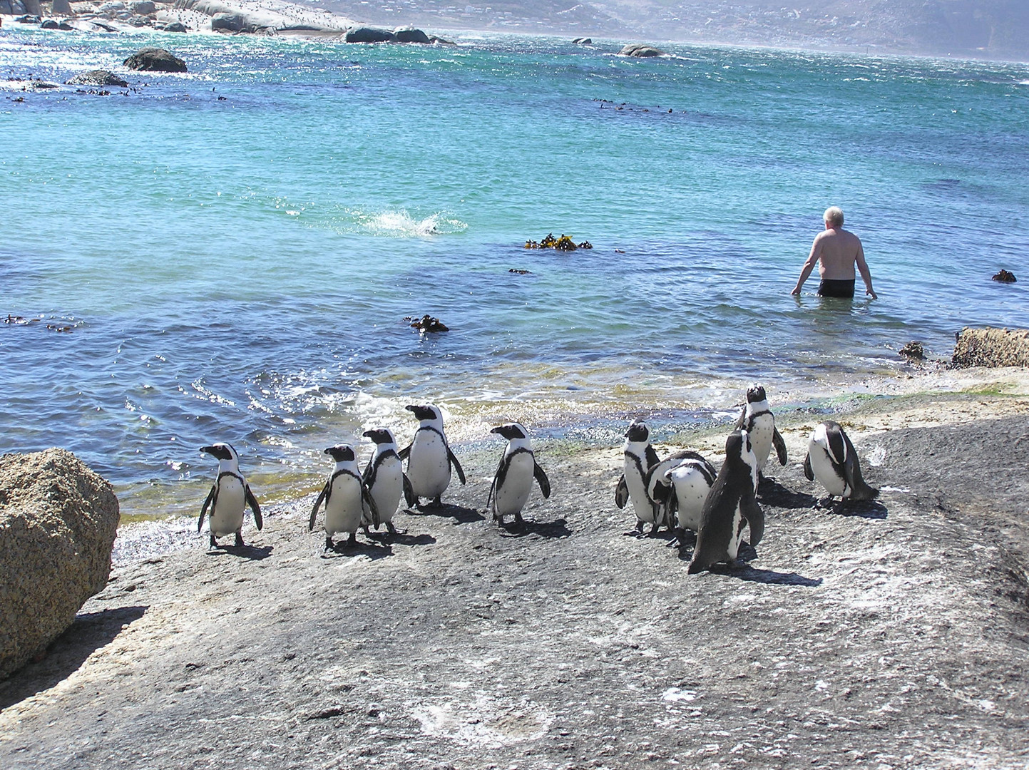 Allein unter Pinguinen