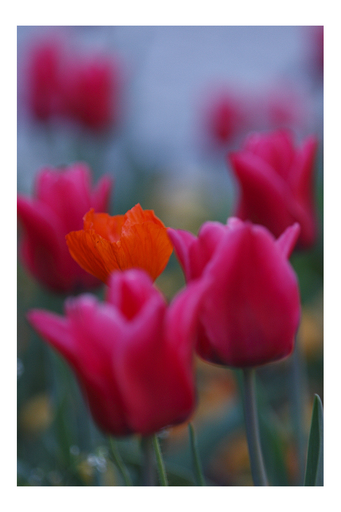 allein unter Tulpen