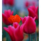 allein unter Tulpen