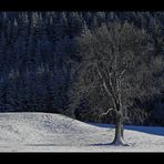 allein vor grosser Zuschauer-Kulisse