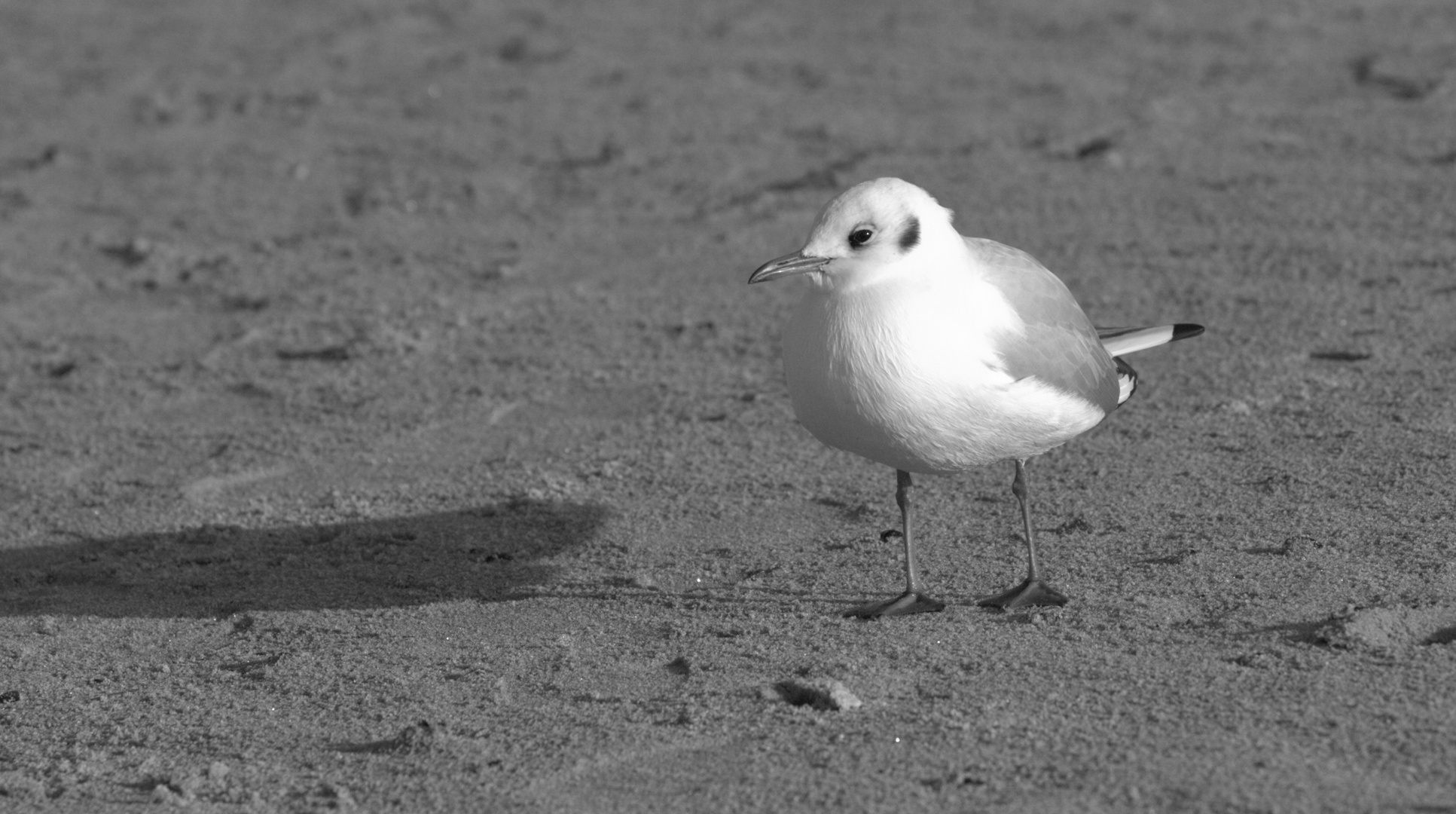 Alleine am Strand