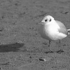 Alleine am Strand