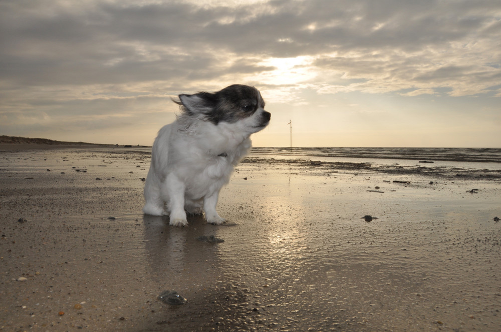 Alleine am Strand