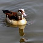 alleine auf dem Wasser, oder doch nicht ?