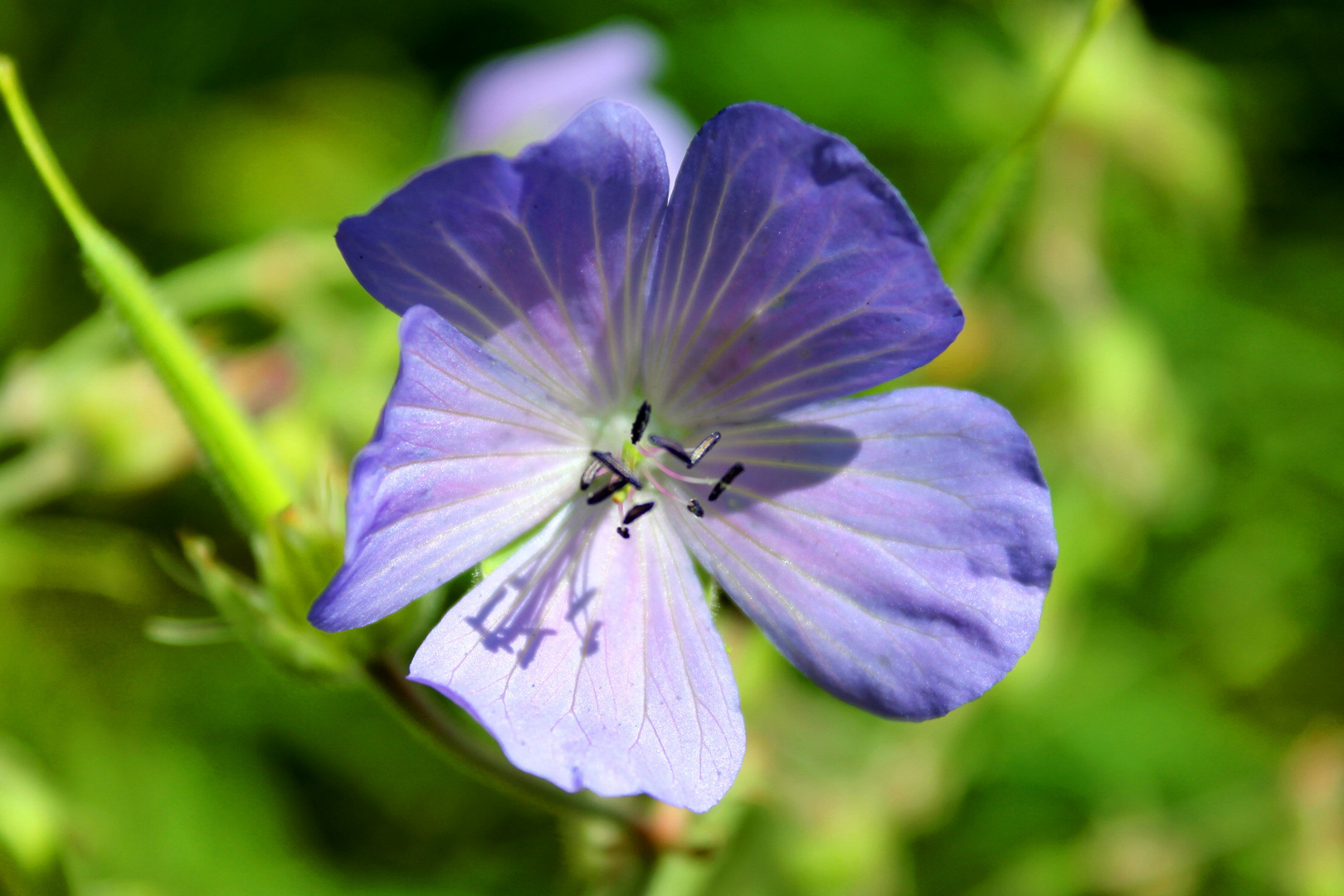 Alleine auf der Wiese