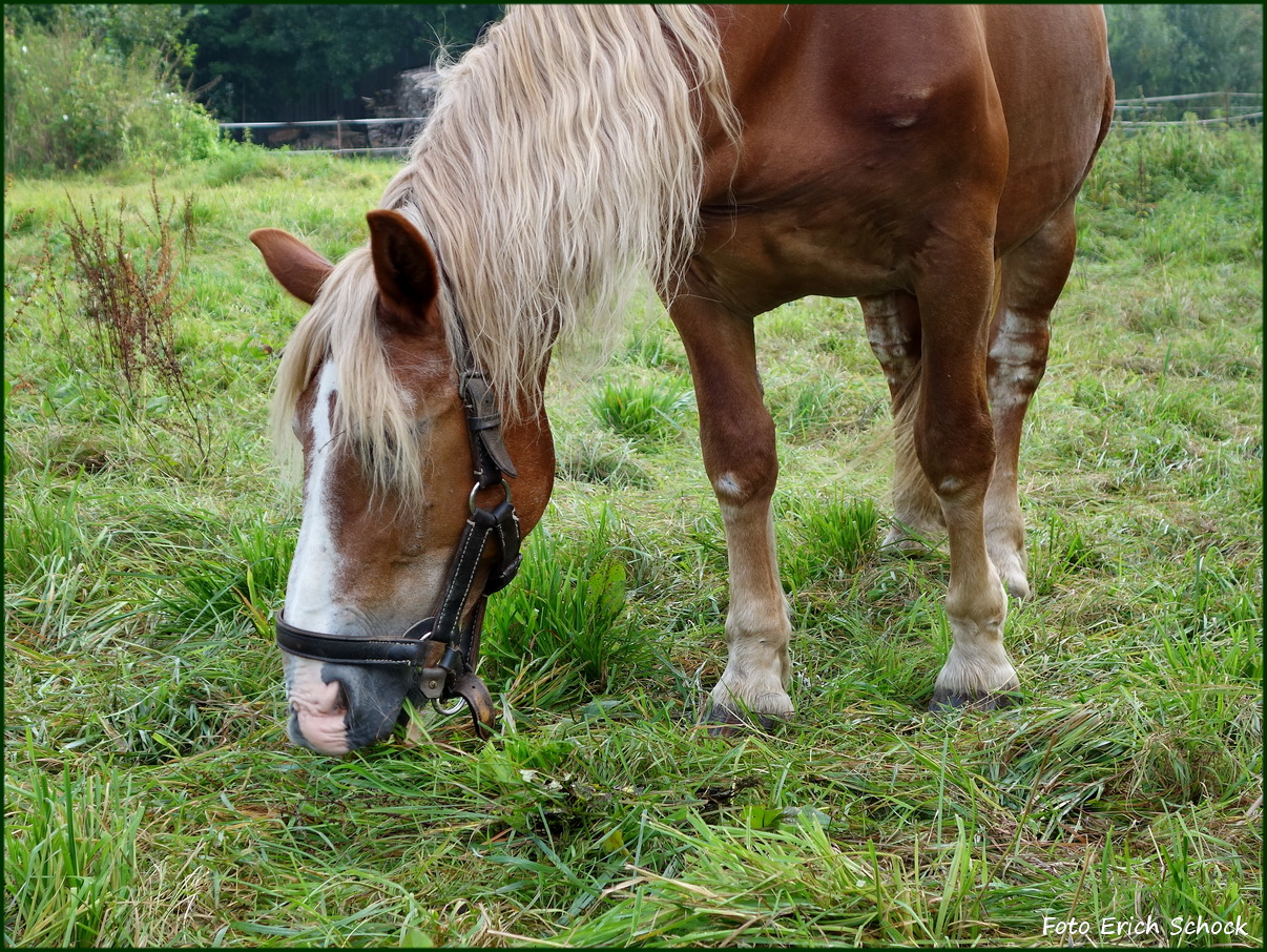 Alleine auf einer Wiese so angetroffen