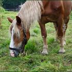 Alleine auf einer Wiese so angetroffen