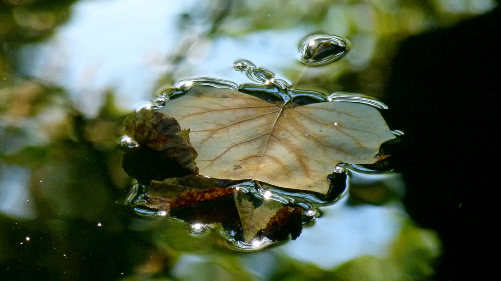 . . "alleine der grosse Teich,". .