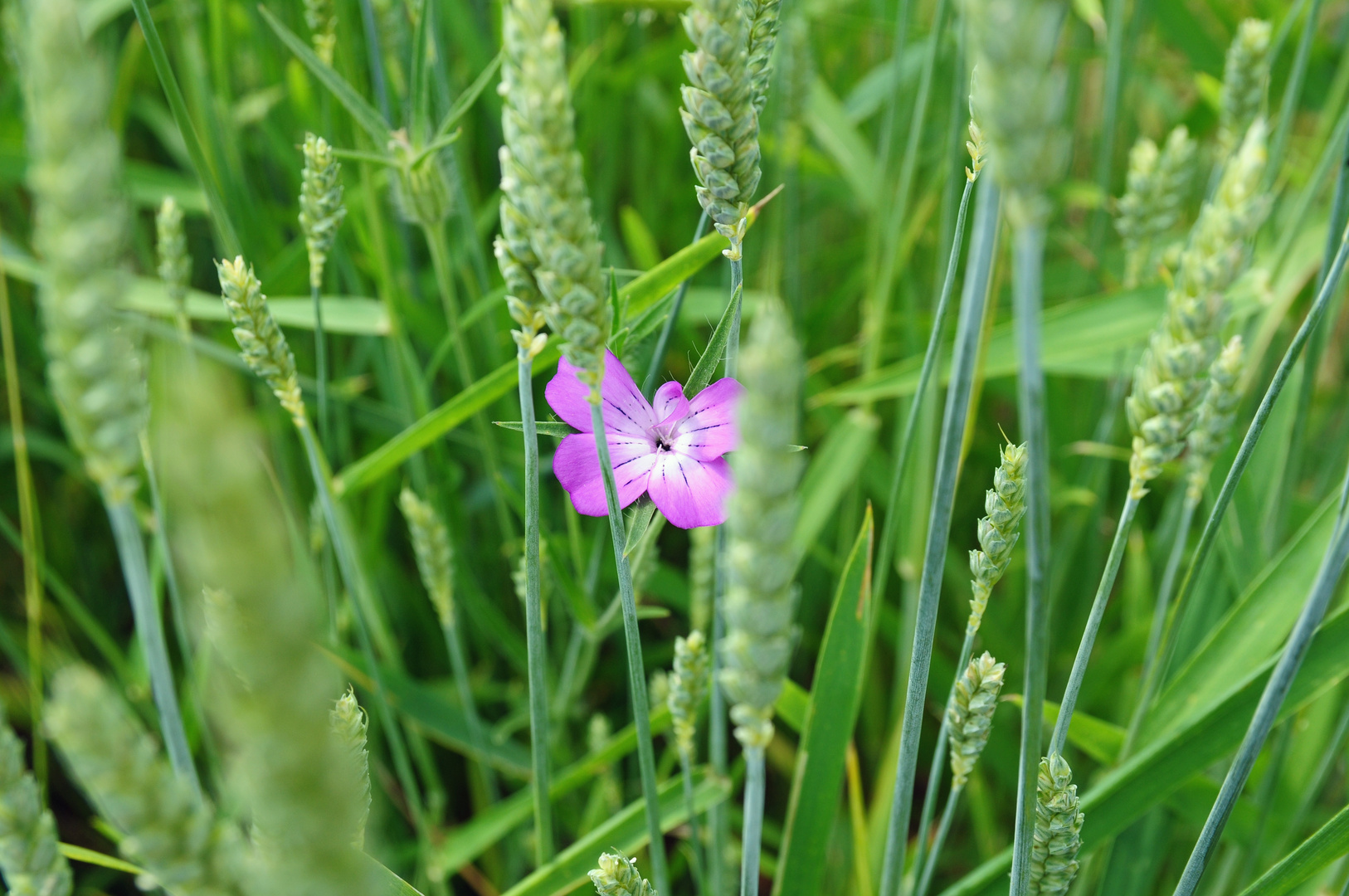 Alleine im grünen