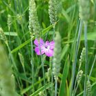 Alleine im grünen