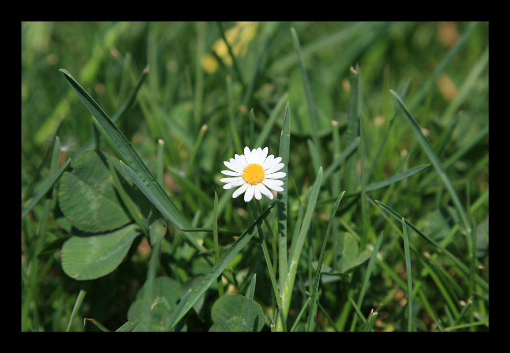 Alleine im Grünen