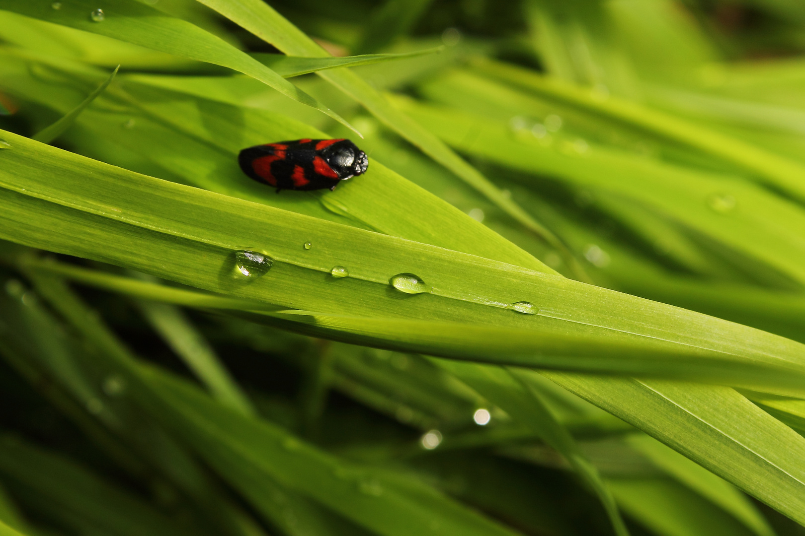 Alleine im Morgenlicht