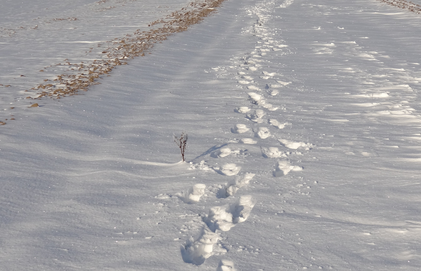 Alleine im Schnee