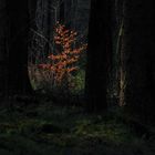 alleine im Wald